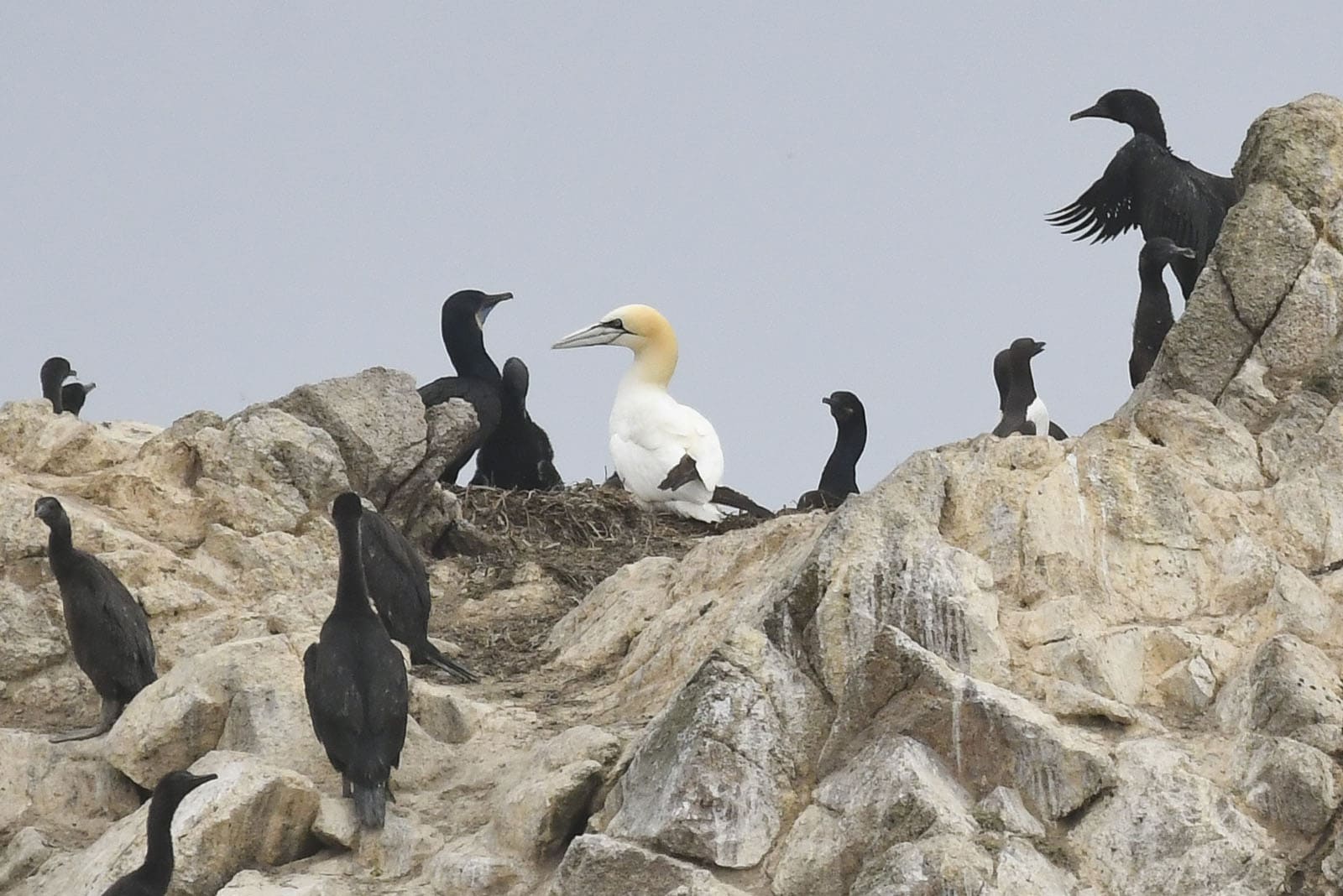 northern-gannet-morris-sm northern gannet farallon islands