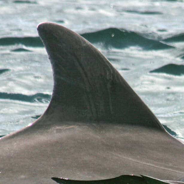 Cleo Dolphin Image Cleo Dolphin Image