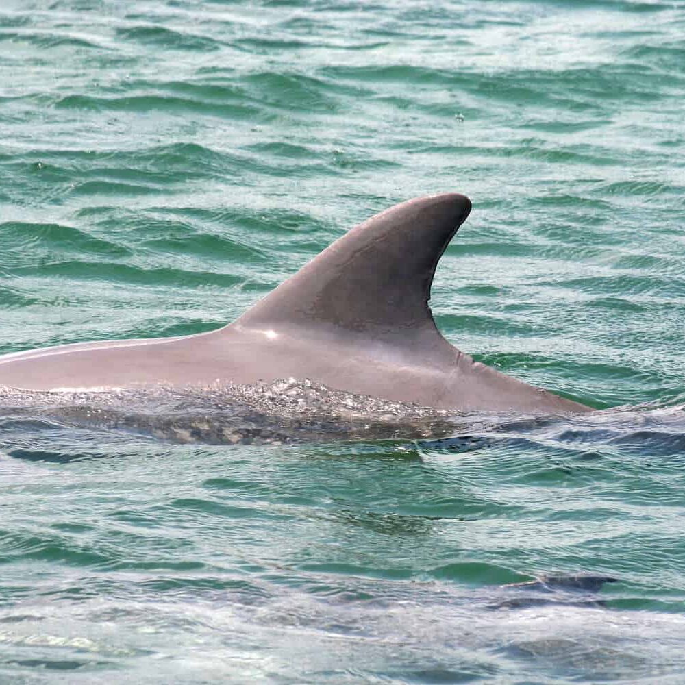 Jules Dolphin Image Jules Dolphin Image